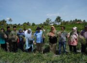 Keltan BMC Jaya Nagari Cubadak Lima Kaum Panen Raya Bawang Merah dan Cabai