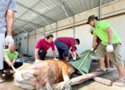 LDII Kota Padang Sembelih Hewan Kurban 53 Ekor Sapi dan 5 Ekor Kambing