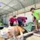 LDII Kota Padang Sembelih Hewan Kurban 53 Ekor Sapi dan 5 Ekor Kambing