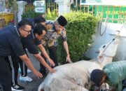Dagingnya Dibagikan ke Panti Asuhan  dan Masyarakat Sekitar, Kejari Padang Sembelih Hewan Kurban