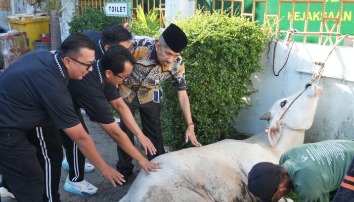 Dagingnya Dibagikan ke Panti Asuhan  dan Masyarakat Sekitar, Kejari Padang Sembelih Hewan Kurban