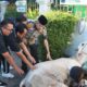 Dagingnya Dibagikan ke Panti Asuhan  dan Masyarakat Sekitar, Kejari Padang Sembelih Hewan Kurban